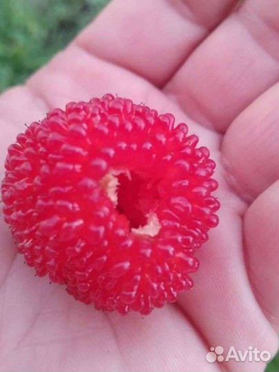 Тибетская малина саженцы