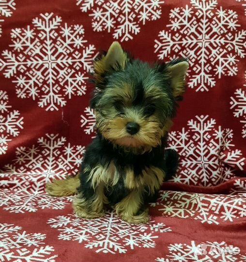 Йоркширский терьер мини девочка