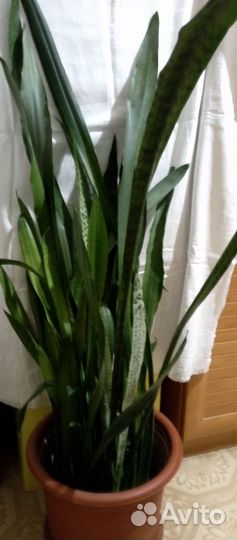 Сансевиерия