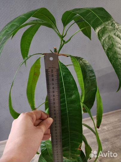 Манговое дерево