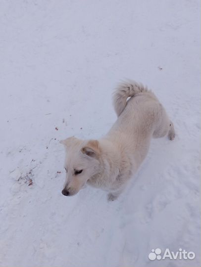 Бездомыш замерзает