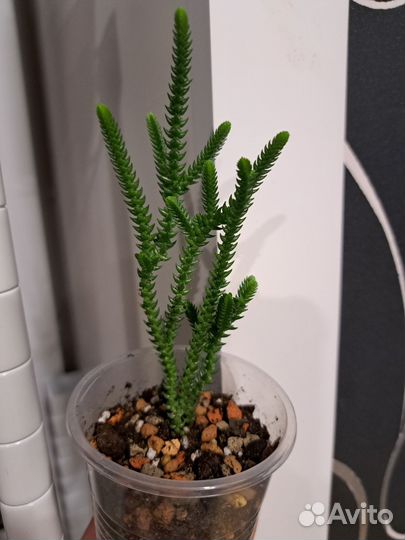 Крассула толстянка