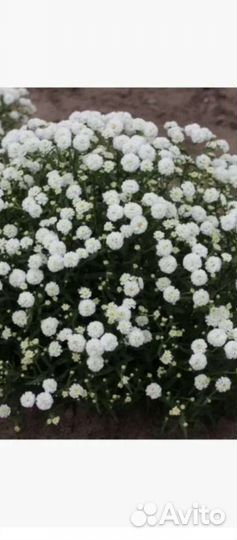 Тысячелистник птармика