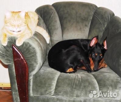 Гостиница для животных 