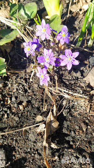 Печеночница голубая