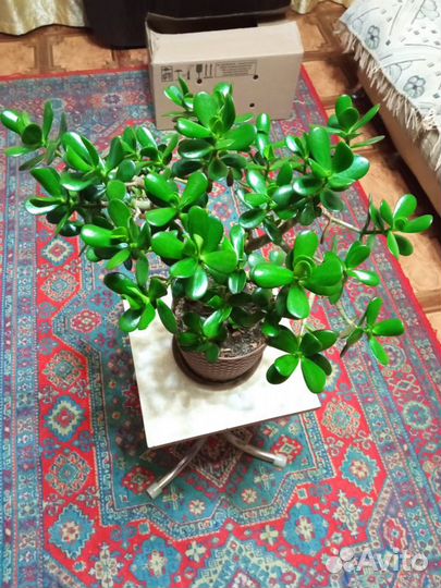 Цветок денежное дерево - толстянка