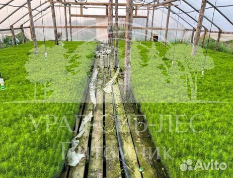 Голубая ель зкс сеянцы