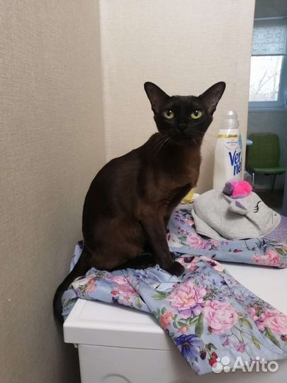 Бурманская