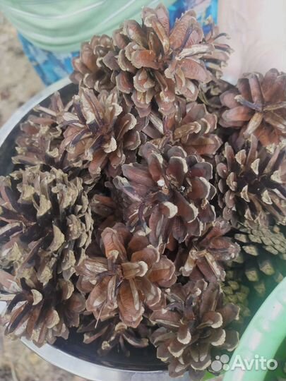 Шишки сосновые