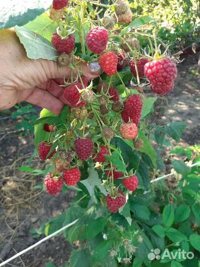 Саженцы малины, красной смородины