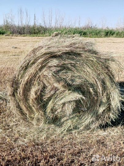 Сено в рулонах также в тюках заказ на тюки от -20