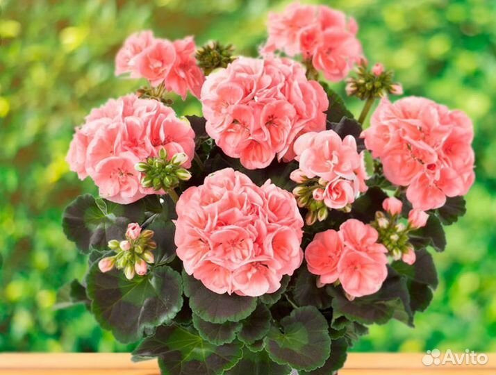 Герань пеларгония