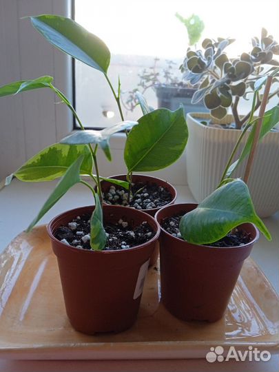 Комнатные растения разные