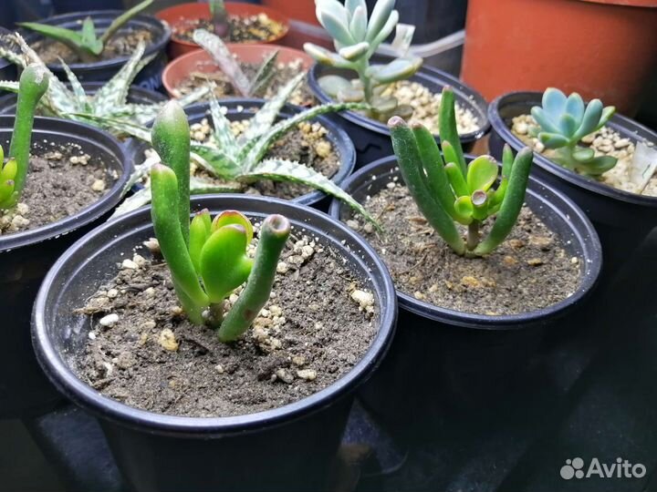 Суккуленты