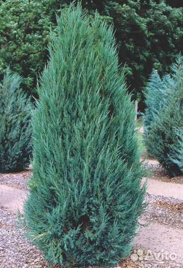 Можжевельник