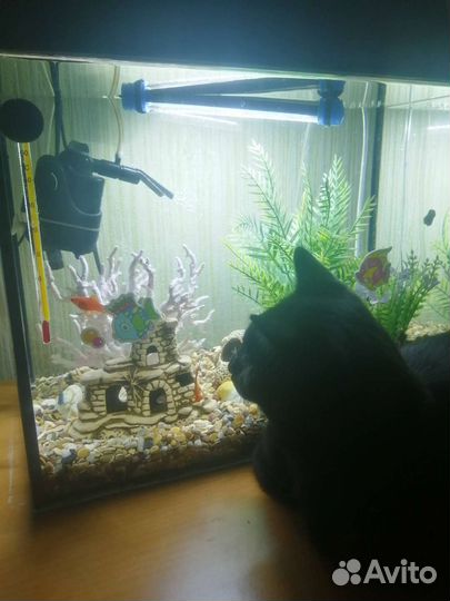 Аквариум
