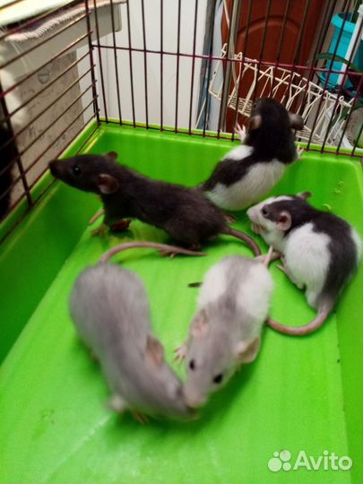 Крыса дамбо