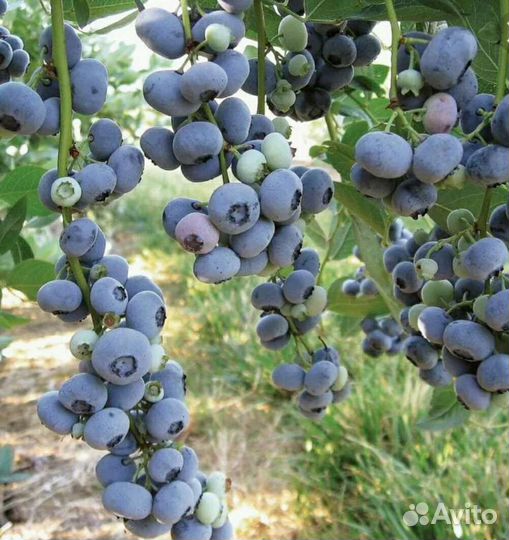 Голубика Дюк саженцы