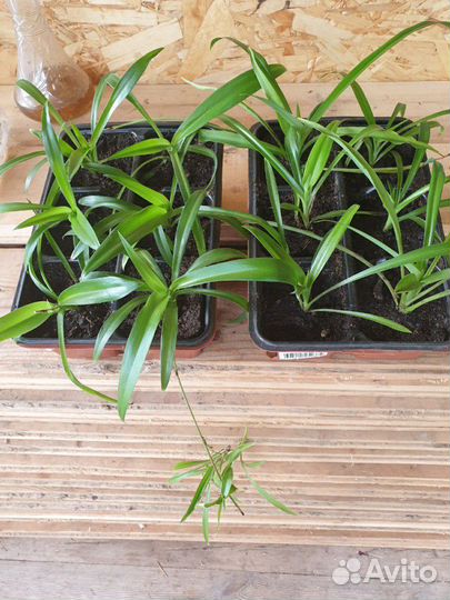 Хлорофитум хохлатый