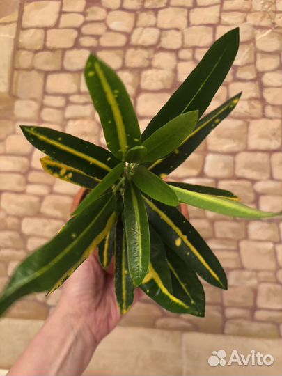 Кротон тайский