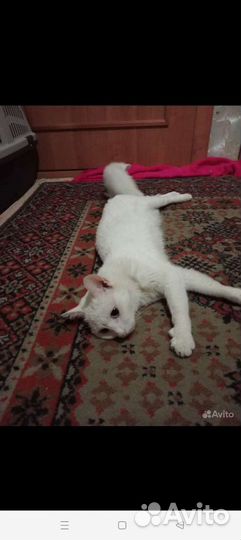 Котята в дар