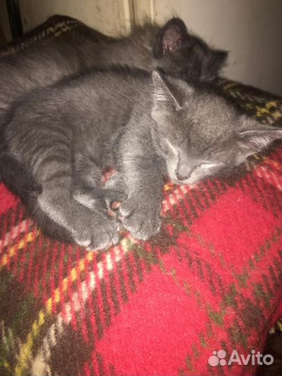 Котята в добрые руки бесплатно