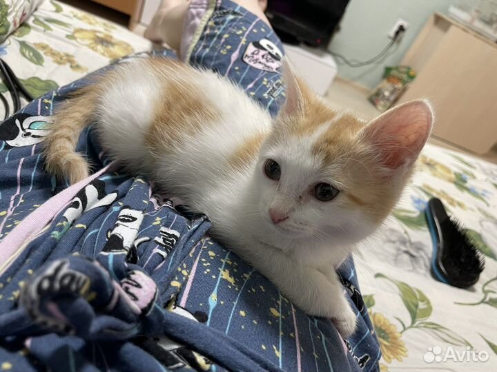 Кошка в дар