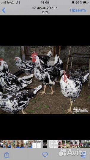Суточные от кур несушек