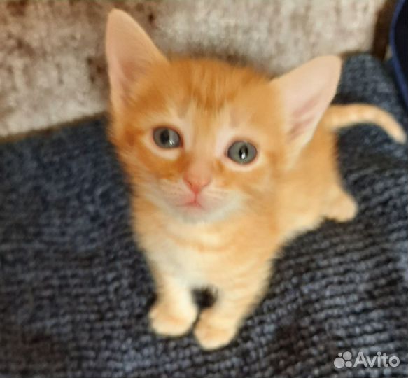 Котята в добрые руки бесплатно