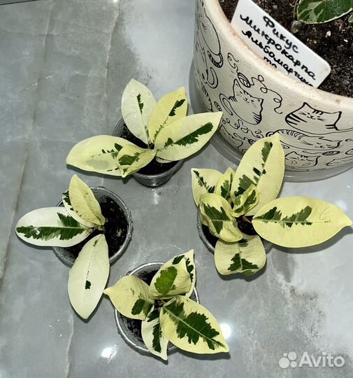 Фикус микрокарпа альбомаргината