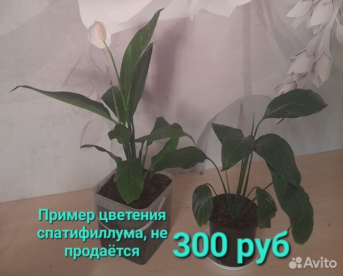 Комнатные цветы