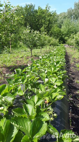 Сортовая рассада клубники