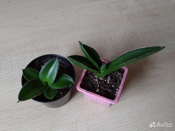 Сортовые сансевиерии