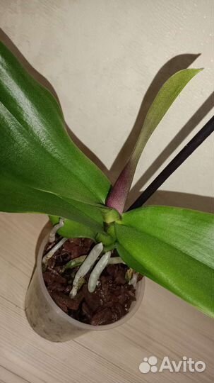 Орхидея фаленопсис Барселона