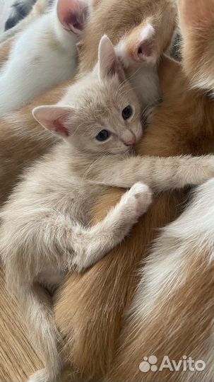 Кошка в дар бесплатно