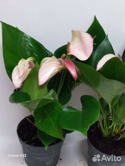 Антуриум карма пульс