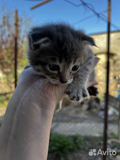 Котята в добрые руки даром бесплатно