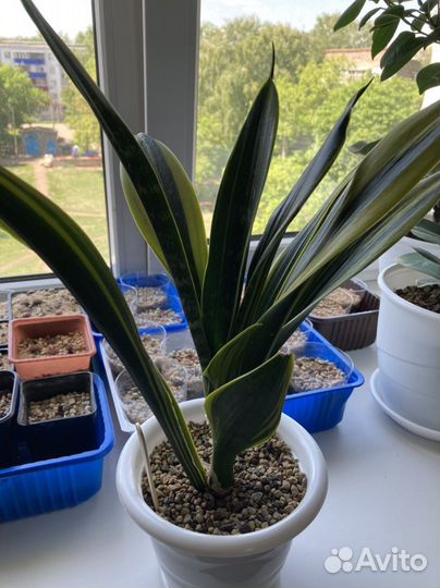 Сансевиерия малави миднайт, Голден флейм