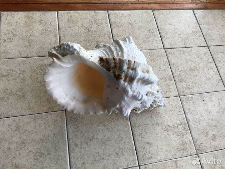 Морские ракушки раковины