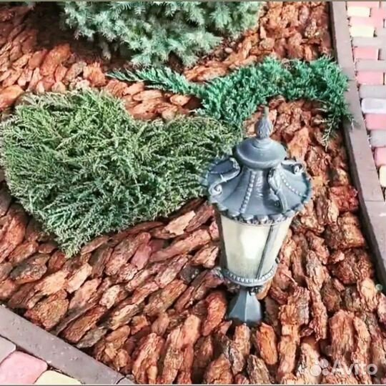 Кора лиственницы