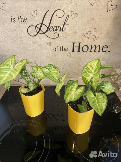 Комнатные цветы в наличии