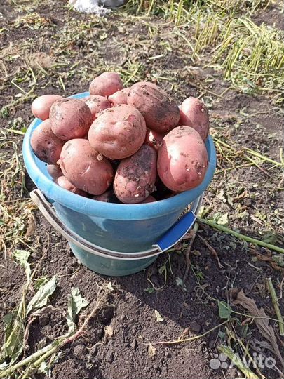 Продам картофель
