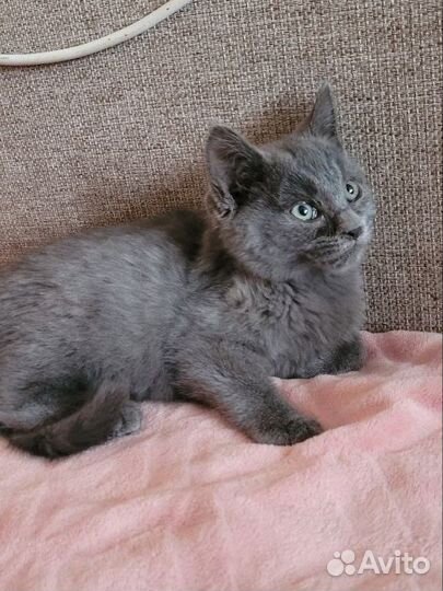 Котенок 2 месяца девочка