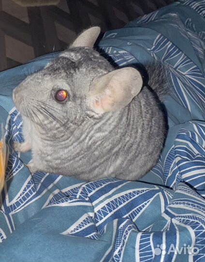 Шиншилла с клеткой