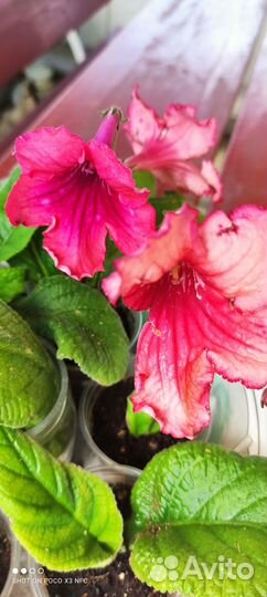 Стрептокарпус Женская логика