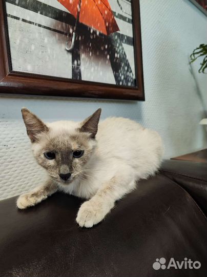 Невская маскарадная