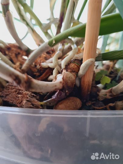 Орхидея брассавола нодоса