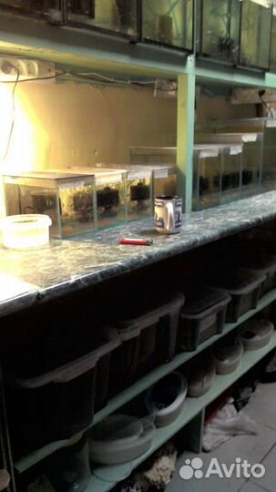 Стойки и рыбки аквариумные оптом