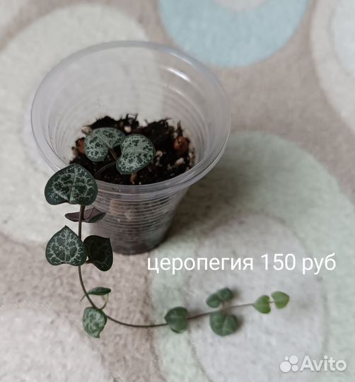 Сингониум филодендрон