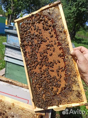 Пасека Пчелы 70шт объявление продам